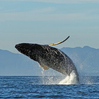 Tofino - Breaching humpback whale